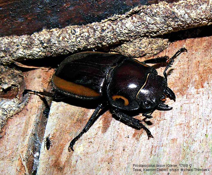 Papua Insects Foundation (Coleoptera/Lucanidae)